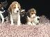 PoulaTo: Πανέμορφα κουτάβια Beagle.